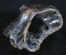 Woolly Rhinoceros Atlas Vertebra Bone - Late Pleistocene #3444-3